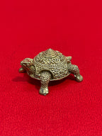 Tortoises